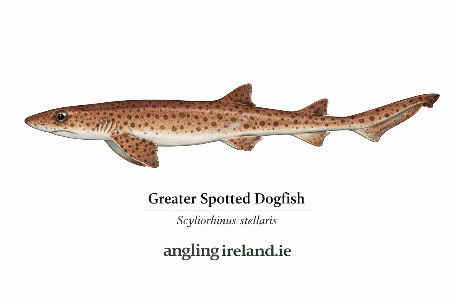 Greater Spotted Dogfish