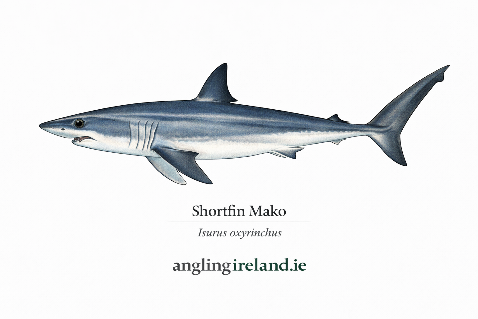Shortfin Mako