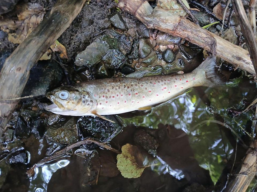 Report Into Munster Blackwater Fish Kill Highlights ‘Detection Gap’ and Calls for National Response Action Plan