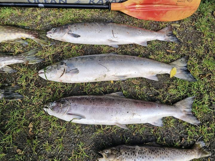 Minister Tells Anglers Fines ’Not Fit for Purpose’ After Fish Stocks ‘Wipeout’ by Agricultural Discharge in Co Louth River