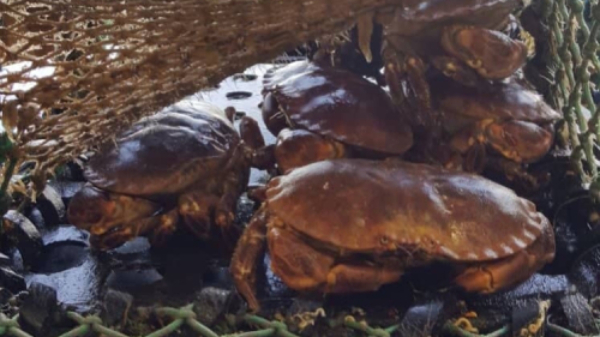 Exploring Atlantic Brown Crab with the Marine Institute’s Dr Oliver Tully
