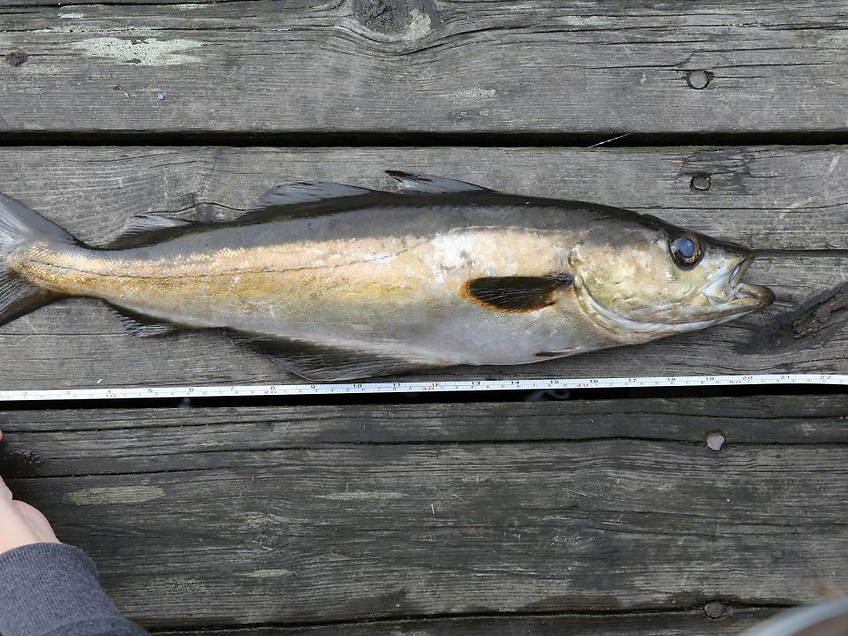 New Conservation Measures for Recreational Fishing of Pollack