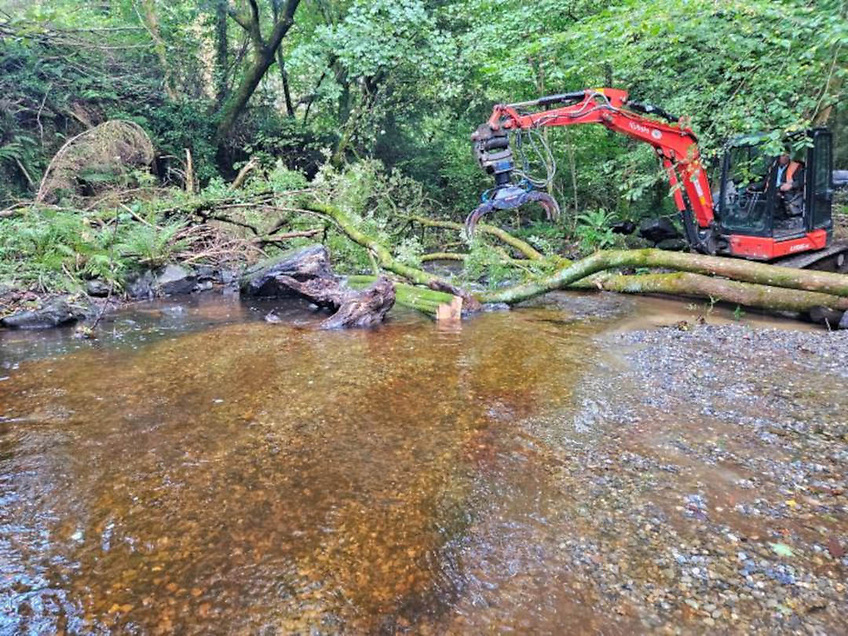 New Project to Help Salmon and Trout Live in Felled and Fallen Trees