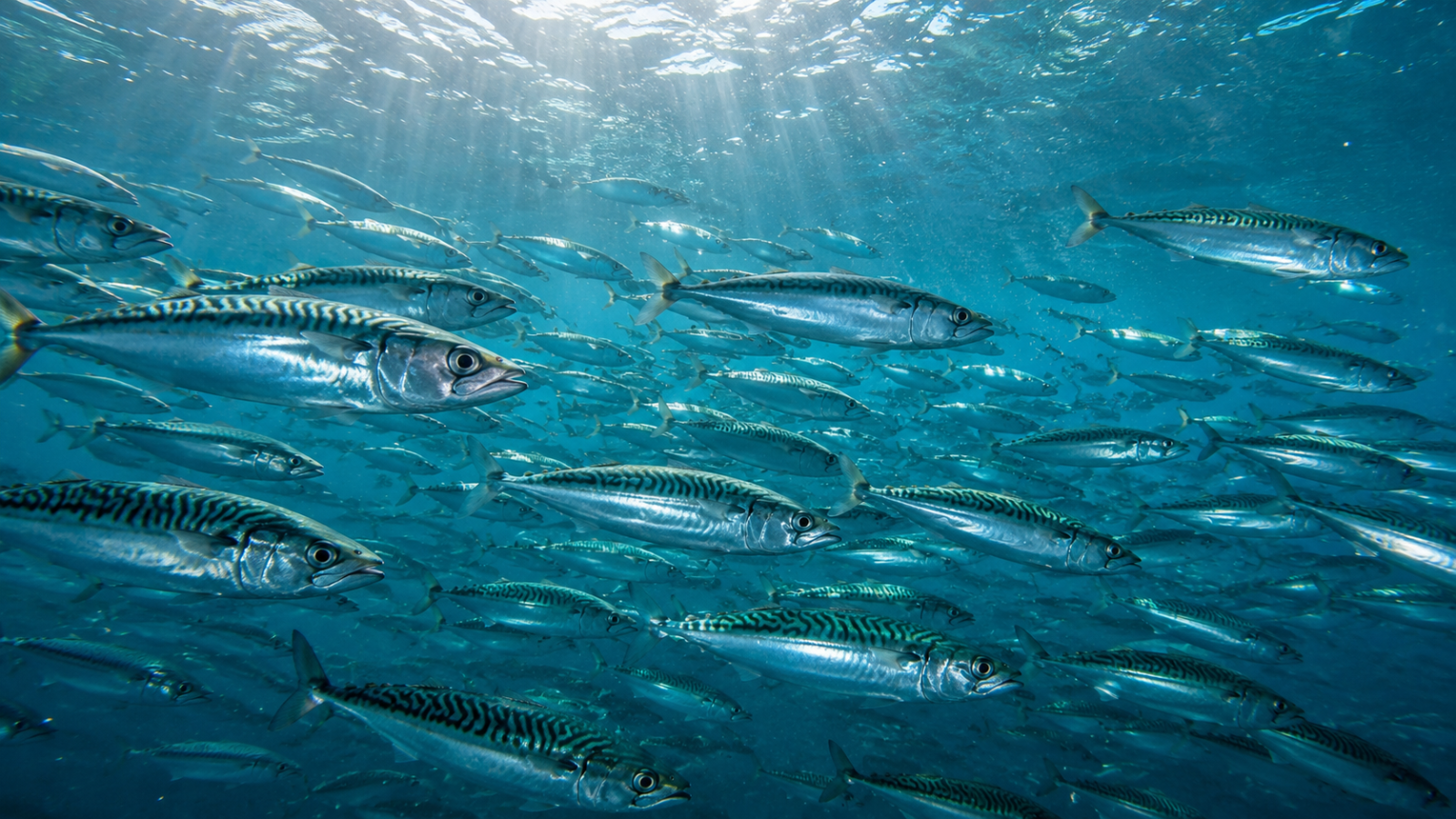 Anglers Guide to the 2026 Mackerel Season: Top Locations