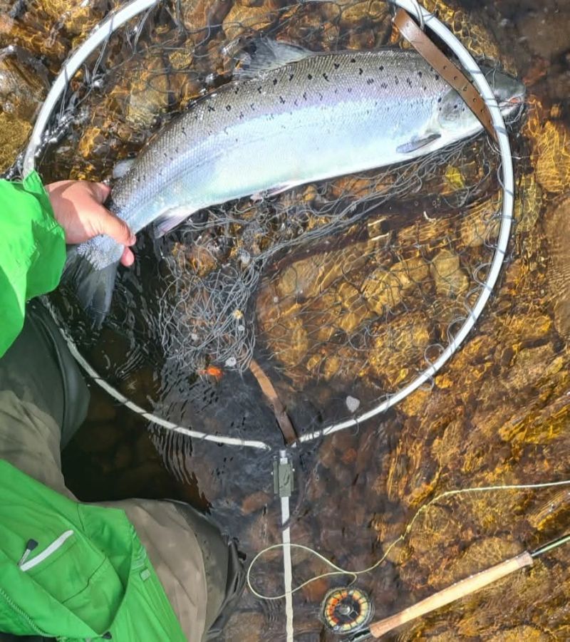 Atlantic Salmon - Photo by David Ogilvie