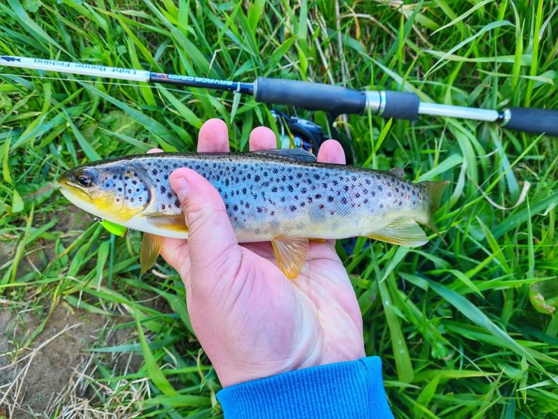 Brown Trout (River) by David Ogilvie