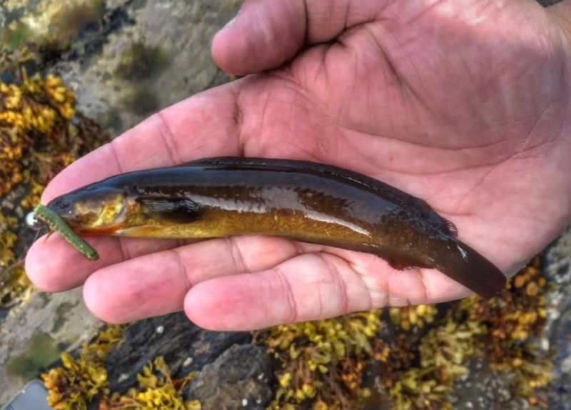 Types Of Fish In Ireland Shore Rockling | Irish Sea Fish Species | Angling Ireland