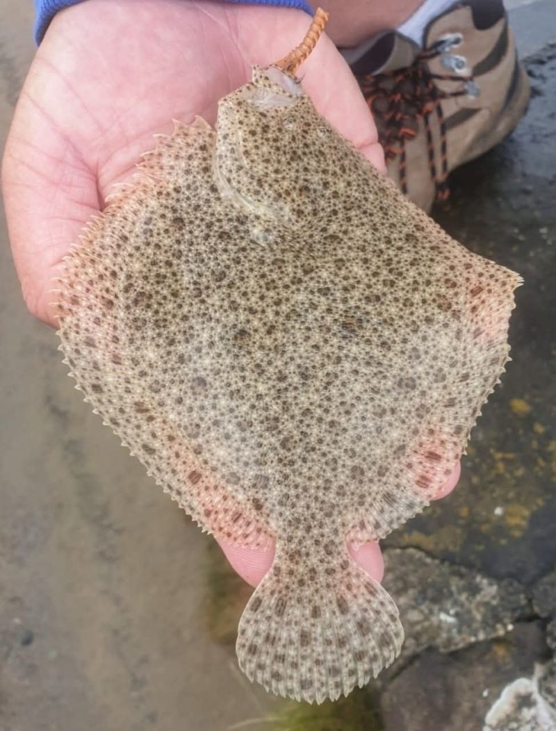 Turbot - Photo by David Ogilvie