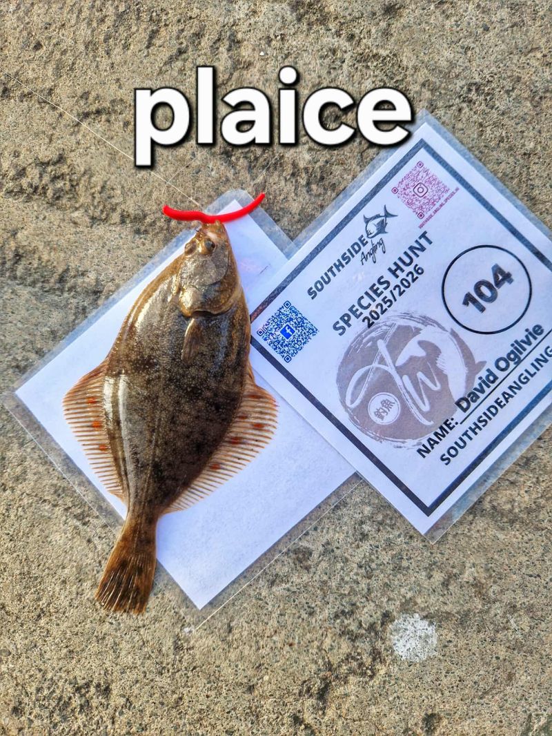 Plaice by David Ogilvie