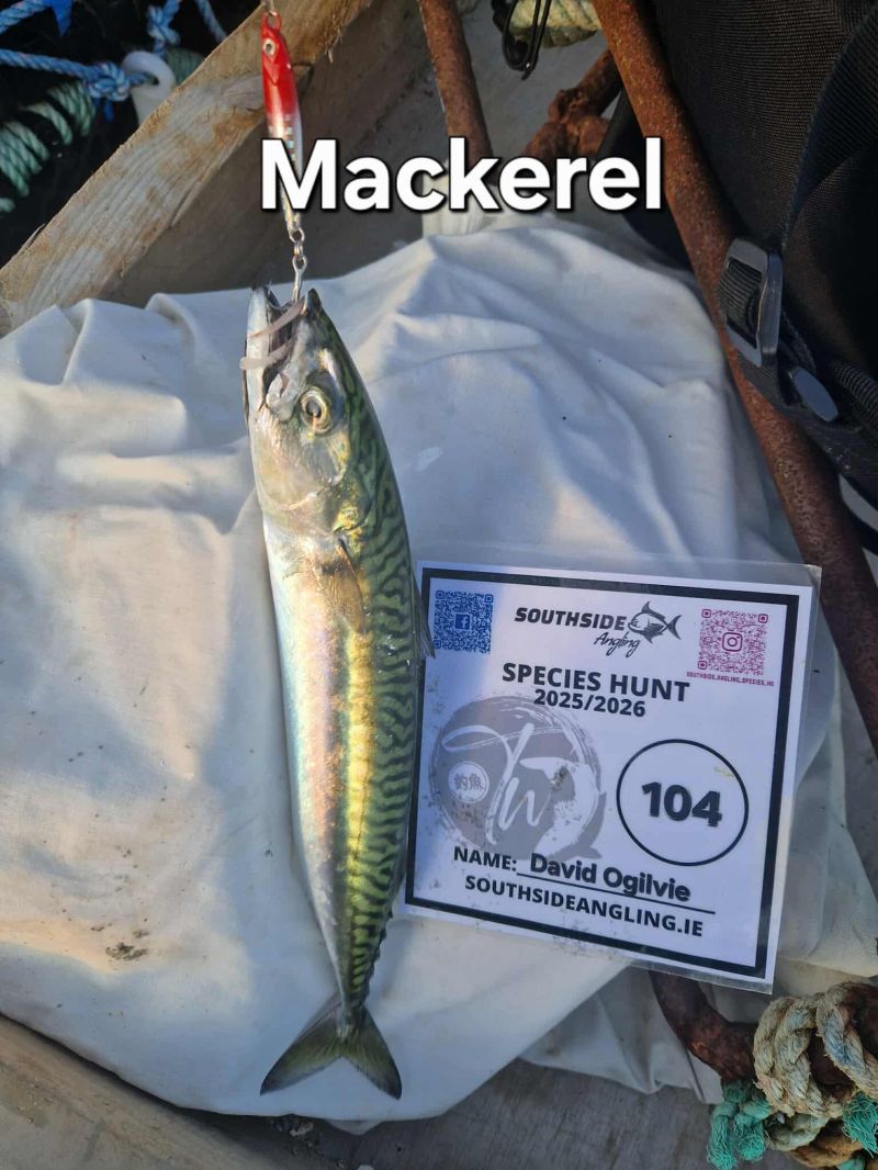 Mackerel by David Ogilvie
