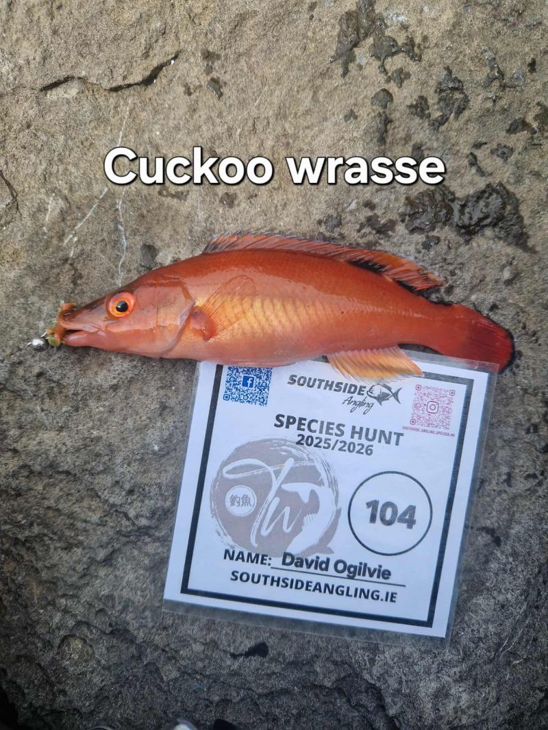 Cuckoo Wrasse | Irish Sea Fish Species | Angling Ireland