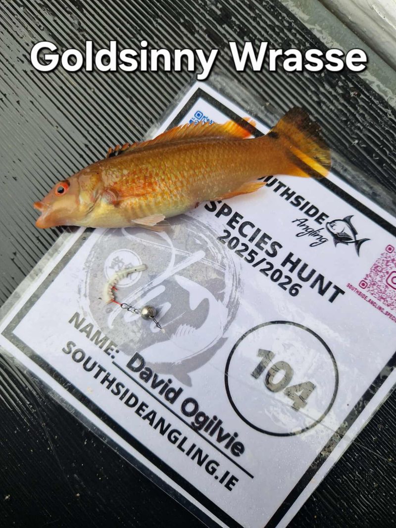 Goldsinny Wrasse by David Ogilvie