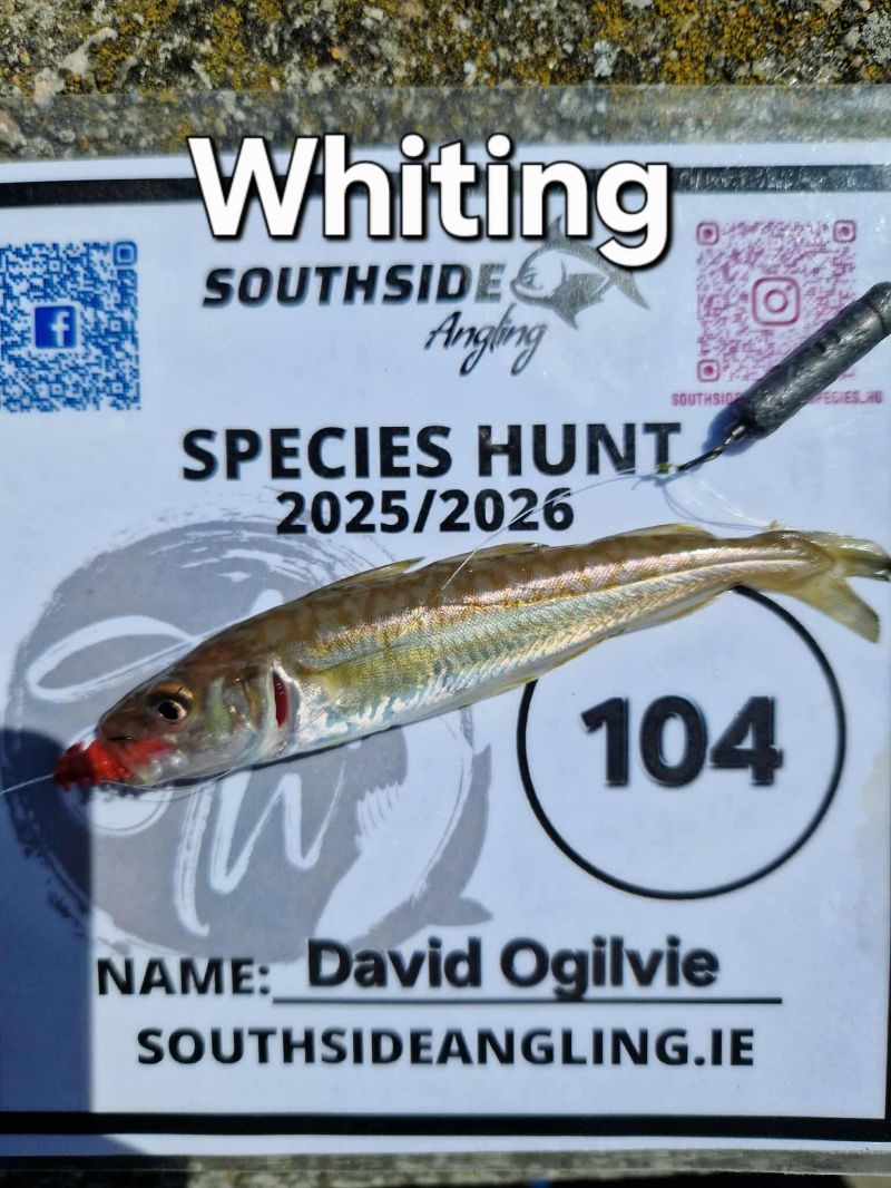Whiting - Photo by David Ogilvie