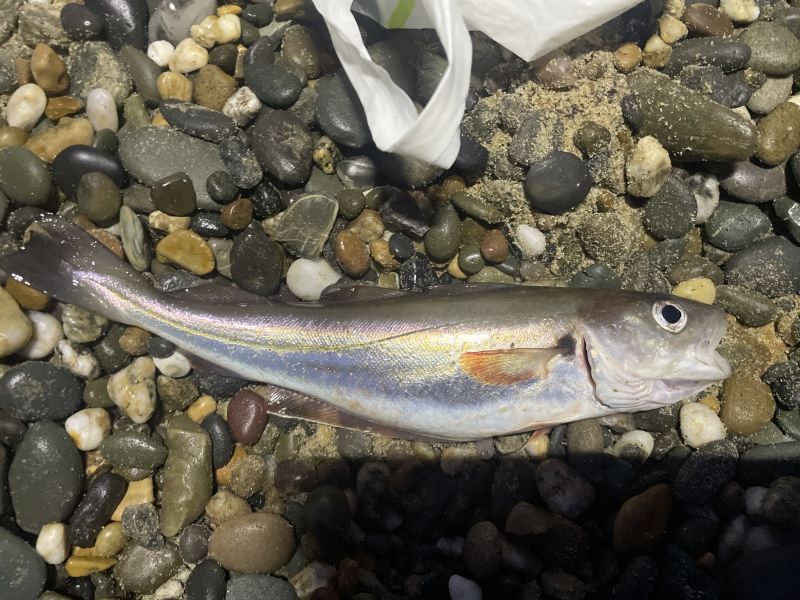 Whiting by Patrick Ryan