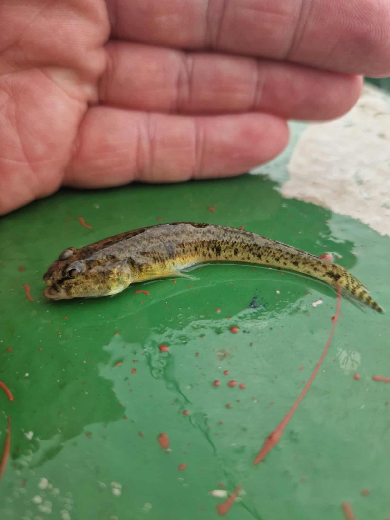 Common Goby - Photo by David Ogilvie