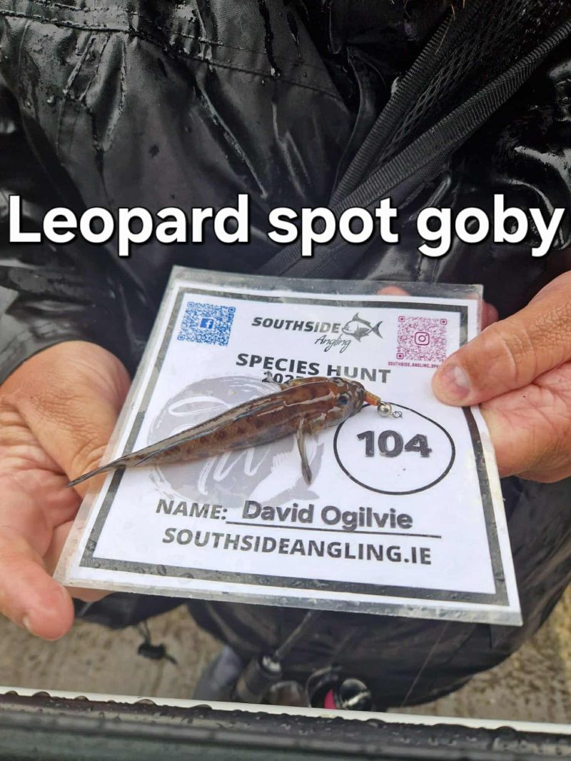 Leopard-spotted Goby - Photo by David Ogilvie