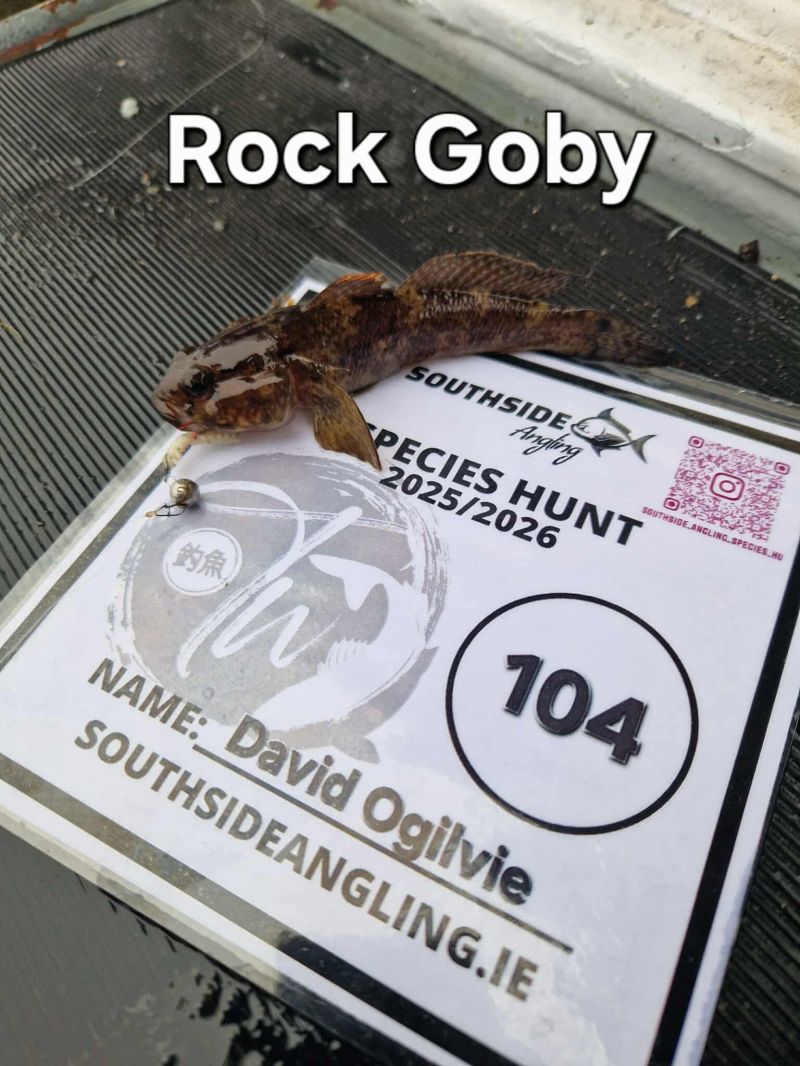 Rock Goby - Photo by David Ogilvie