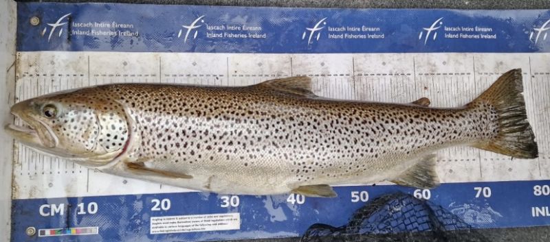 Brown Trout (River) - Photo by Mark Lennon